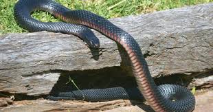 Image result for dangerous reptiles