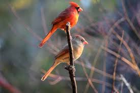 Birds Of Northern Indiana Cardinal Pair Cardinal Bird Pictures Cool Cats