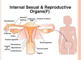 The internal reproductive organs in the female include: Female External Female Internal Male External Male Internal Ppt Video Online Download