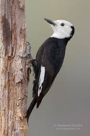 Birds Of Central Oregon Book 4th Page Of What S New Gallery Pet Birds Woodpecker Art Woodpecker