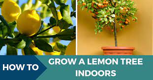 How To Grow A Lemon Tree Indoors Indoor Lemon Tree Lemon Plant Lemon Tree