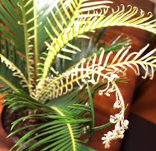Check spelling or type a new query. Why Are The New Growths On My Sago Palm Withering And Turning Yellow Vrown Gardening Landscaping Stack Exchange