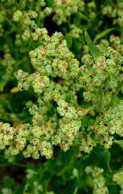 Image result for Chenopodium opulifolium