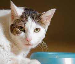 And the frequency of meowing is an indicator of a cat's on rare occasions, purring can occur when your cat is agitated over something. How Can I Calm My Cat S Meowing For Food At Mealtime