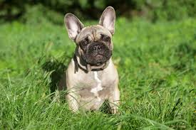 Here are expert (and veteran mom!) tips for dealing moving to a new home, changing schools, divorce, a new sibling can all cause a child to regress. jandu also notes that, while some. French Bulldog Potty Training A Handy Potty Training Schedule Happy French Bulldog