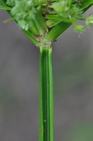Image result for Cyperus clavinux