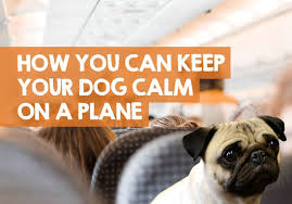 Maybe you would like to learn more about one of these? How To Keep A Dog Calm On A Plane 11 Simple Steps Tips