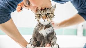 How Often Should I Bathe My Cat Jackson Galaxy Cat Care Cats Cat Allergies
