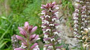 Image result for Acanthus