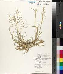 Image result for Sporobolus coromandelianus