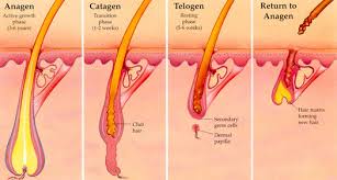Many women will by now know that hair will on average grow for between 2 to 6 years. Stats How Fast Does Hair Grow How To Make Your Hair Grow Faster Tips To Grow Long Hair Faster