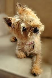 Yorkshire Terrier Puppy Black And Brown Lillian Cairn Terrier Puppies Cairn Terrier Terrier Puppies