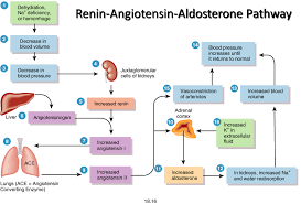 Image Https Classconnection S3 Amazonaws Com 704 Flashcards 586704 Png Raa Pathway132138797 Renin Angiotensin Aldosterone System Raas System Renal Physiology