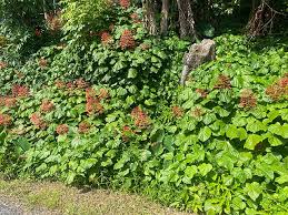 Image result for Clerodendrum pusillum