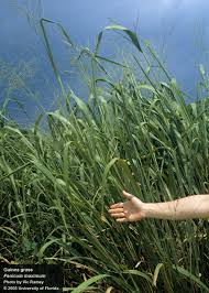 Image result for Panicum maximum