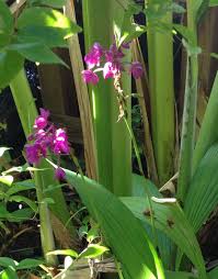 Campana garden es una promoción de viviendas de lujo con ubicación entre finestrat y benidorm (costa blanca). Ground Orchid Spathoglottis Unguiculata Orchids Ground Orchids Plants