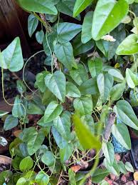 Image result for Tiliacora