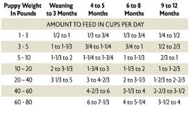 puppy feeding chart google search feeding puppy puppy