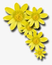 Without background clipart free download! Yellow Flowers Png Images Transparent Yellow Flowers Image Download Pngitem