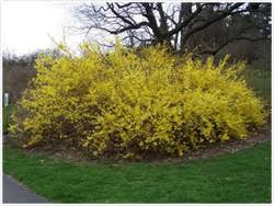 Forsythia Gardening Articles