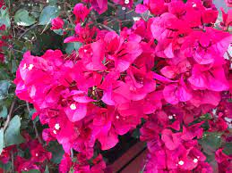 It works well in a rock garden, as a. Flower Bush Outside My House In Arizona Whatsthisplant