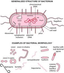 Bacterium Definition Of Bacterium By Medical Dictionary In 2020 Medical Laboratory Science Microbiology Microbiology Study