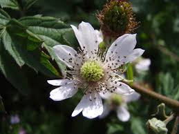 Mit welchen methoden sie brombeeren vermehren können und was sie dabei beachten müssen, erfahren sie hier. Baumschule Eggert Blutenstraucher Baumschulen Heckenpflanzen Thornless Evergreen Brombeere Gibt Es Hier Gunstig In Unserem Online Shop