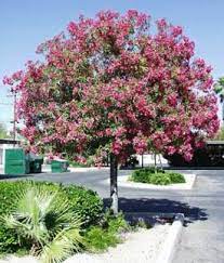 Pin By Andrea Rangel On Phoenix Backyard Plants Beautiful Gardens Potted Trees Landscaping Plants