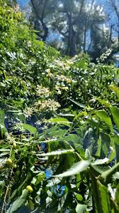 Image result for Azadirachta