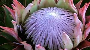 These flowers are enchanting, tropical blooms perched on tall, sturdy stems. King Protea Cynaroides Flower Hd1080p Youtube