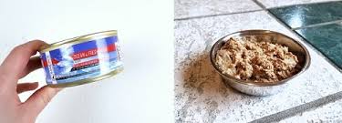 Considerations for selecting dry cat food dry cat food prices faq. Unbiased Essence Cat Food Review We Re All About Cats
