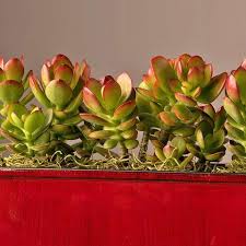 Olivia jade is set to appear on facebook watch's red table talk tomorrow. Crassula Ovata California Red Tip Plant Lust