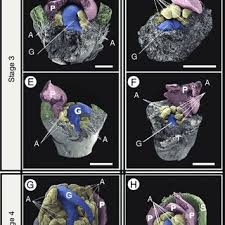 Image result for Syzygium komatiense