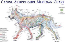 Canine Meridian Chart Single