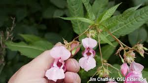 Image result for Impatiens keilii