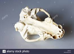 Badger Skull High Resolution Stock Photography And Images Alamy