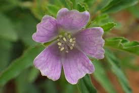 Image result for Monsonia angustifolia