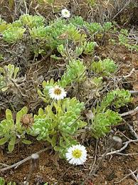Image result for Tephrosia argyrolampra
