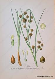 Image result for Cladium mariscus