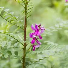 Image result for Indigofera cecilii