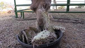 Camels are found primarily in asia and cacti are natives to the americas. Pair Of Camels Enjoy Eating Spiky Cacti Youtube