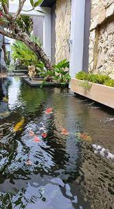 Kolam koi minimalis juga bisa didesain dalam bentuk persegi dengan sedikit modifikasi. 7 Desain Kolam Koi Minimalis Di 2020