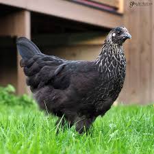 Olive Egger Isbar X Black Copper Marans Gapey Olive Egger Laying Chickens Breeds Backyard Birds