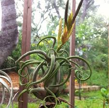 Daun dari jenggot putih ini bisa tumbuh memanjang seperti untaian rambut yang berwarna putih. Cara Menanam Dan Merawat Tillandsia