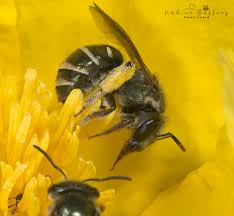 Image result for Lipotriche pungens