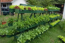 Di sini saya kongsi cara saya tanam sayur sendiri dengan teknik hidroponik menggunakan botol air mineral 1.5 liter. Cara Menanam Sayuran Di Halaman Rumah Cara Berkebun 2016