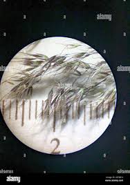 Image result for Pentameris