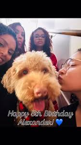 Happy 5th Birthday Alexander Rubio Ardon De Leon! 💙 We love you so much!  My loving, grumpy pants, fur baby! #labradoodlelife #furbaby