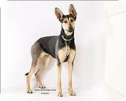 Lancaster puppies has german shepherds mixed with a variety of other breeds. Riverside Ca Pharaoh Hound German Shepherd Dog Mix Meet Allimac A Dog For Adoption Shepherd Dog Mix German Shepherd Dogs Dog Adoption