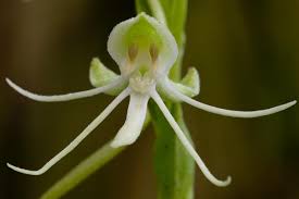 Image result for Habenaria microsaccus